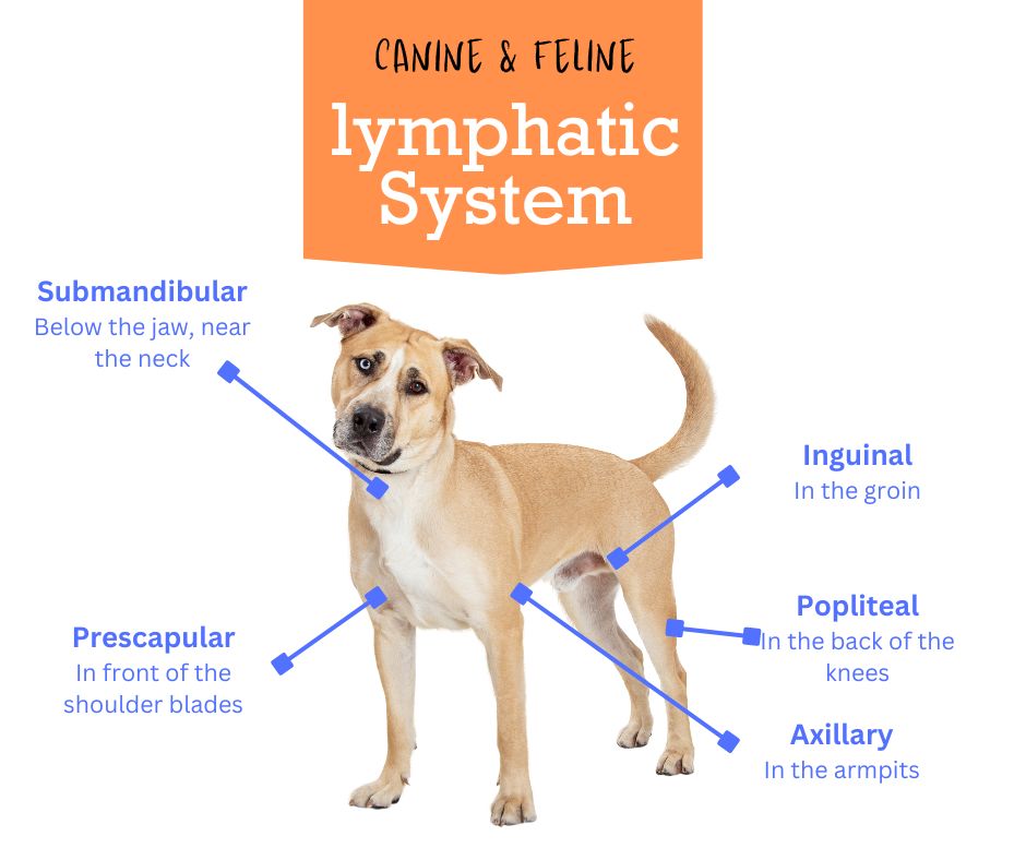 The canine and feline lymphatic system - Linden Veterinary Clinic